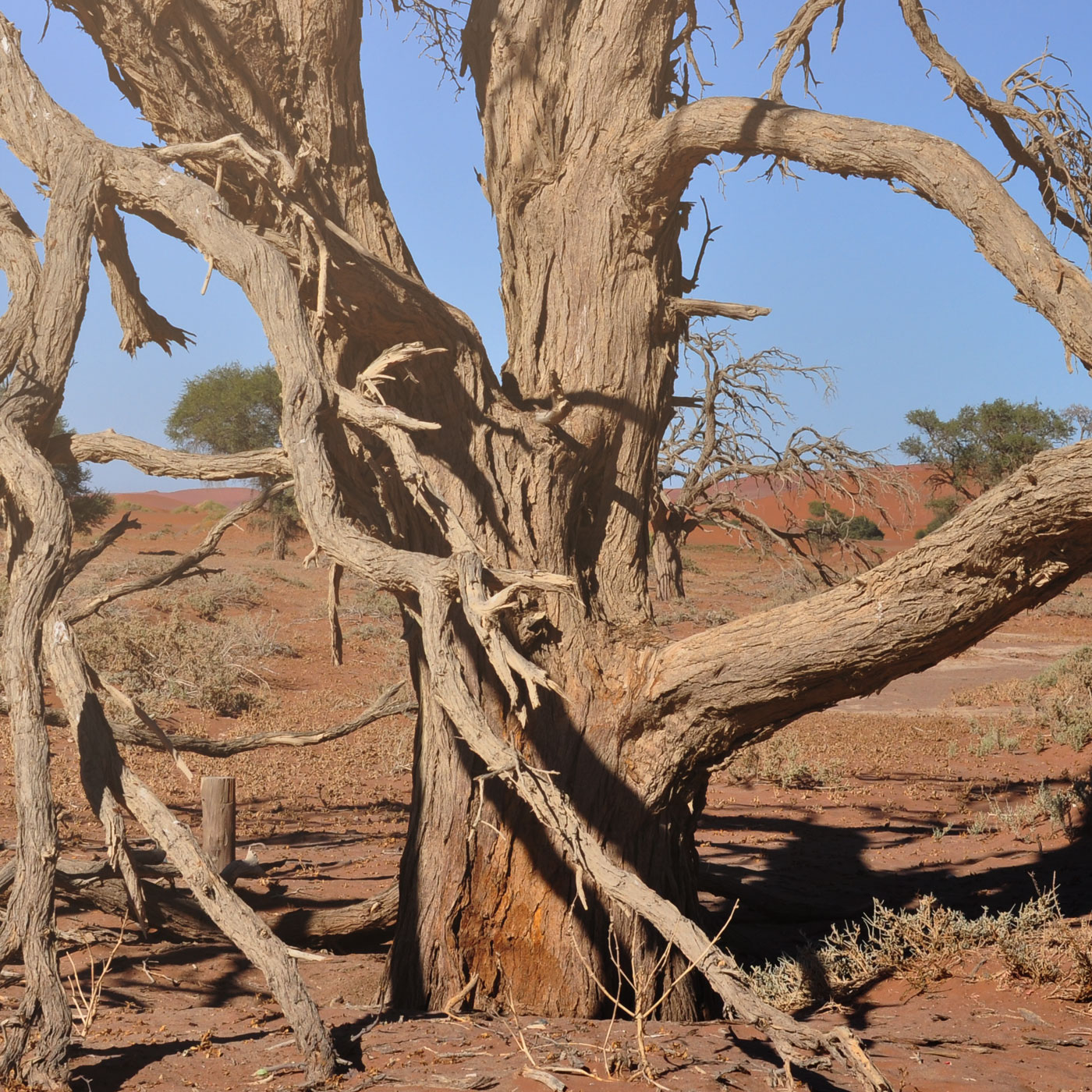 Namib/Sossusvlei 